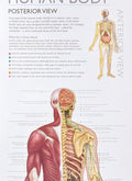 Poster set - Human Body